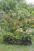 Currants in a bed with hazel groves