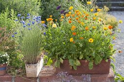 Calendula officinalis (Ringelblumen) im Terracotta - Kasten