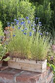 Centaurea cyanus (cornflower) in wooden box