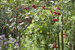 Sour cherry (Prunus cerasus) in the bed