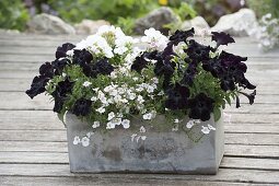 Box planted in black and white with Petunia 'Crazytunia Black Mamba'