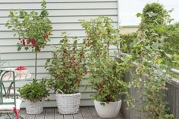 Beerenbalkon mit roten Johannisbeeren 'Rolan' , Busch und 'Rovada' Stamm