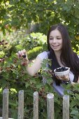 Junge Frau pflückt Brombeeren (Rubus fruticosus)