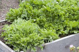 Frizeesalat, endive salad in the self-built raised bed
