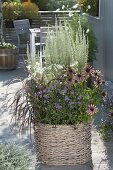 Basket with Echinacea 'Green Envy', Pennisetum setaceum