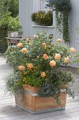 Pink 'Lady Of Shalott' by David Austin, often flowering