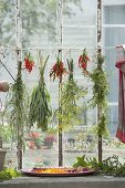 Herbs drying on the window-mugwort, sage, fennel