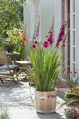 Gladiolus 'Plumtart' (Gladiolen) in Holz-Kübel auf der Terrasse