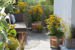 Lounge corner between yellow Rudbeckia fulgida 'Goldsturm' flowers