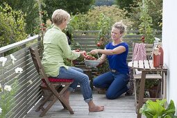 Women at the tomato harvest on the balcony