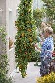 Thunbergia alata (black-eyed Susanne) as hanging basket