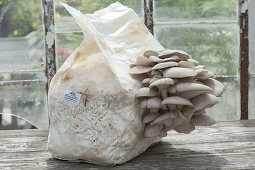 Oyster mushrooms, veiled oyster, fruiting bodies grow