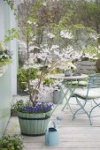 Terrasse mit Prunus 'Accolade' (Zierkirsche) im Holz-Kübel, unterpflanzt