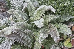 Wintery bed with hoarfrost