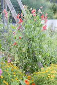 Selbstgebaute Hochbeete aus Brettern mit Rankgerüst verbinden und bepflanzen