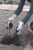 Prepare the vegetable bed and plant the casing of parsley