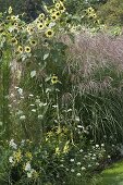 Weiß-gelbes Beet mit Sommerblumen und Gräsern