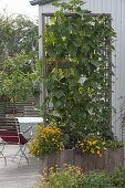 Mobile wooden box with climbing beans as privacy screen