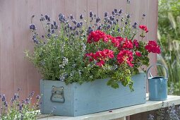 Blau-rot bepflanzter Holzkasten : Pelargonium zonale Classic 'Atlantis'