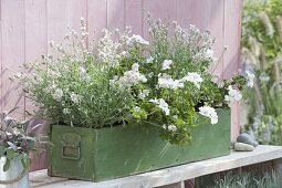 Green wooden box planted white with Pelargonium peltatum 'White Pearl'