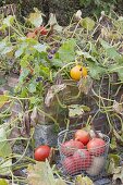 Frisch geerntete Kürbisse 'Hokkaido', 'Butternut' (Cucurbita pepo) in Drahtkorb