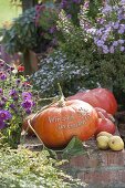 Speise-Kürbis 'Roter Zentner' syn. 'Rouge d'Etampes' (Cucurbita pepo)