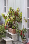 Sweet hot peppers 'Lombardo' (Capsicum annuum) in terracotta box