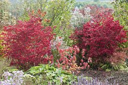 Verwunschene Gartenecke : Euonymus alatus