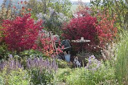 Verwunschene Gartenecke : kleiner Sitzplatz zwischen Euonymus alatus