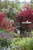 Verwunschene Gartenecke : kleiner Sitzplatz zwischen Euonymus alatus