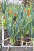 Lauchzwiebeln, Winterzwiebeln (Allium fistulosum) im Hochbeet