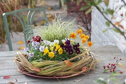 Viola cornuta 'Yellow', 'Purple', 'Primrose', 'Lavender', 'Orange', 'Red' (Horned violet)