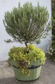 Green wooden bucket with herbs and vegetables