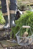 Woman harvesting white carrots in organic garden