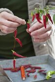 Chili ernten und zum Trocknen auffädeln