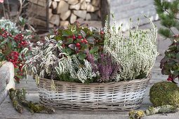 Elongated basket with Calluna vulgaris Garden Girls (Bud-flowering heather)