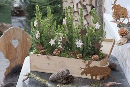 Prosecco wooden box festively planted with Picea glauca 'Conica'