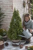 Woman watering Picea glauca 'Conica' (Canadian spruce)