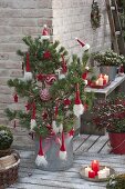 Rot - weiss geschmueckte Kiefer als lebender Weihnachtsbaum