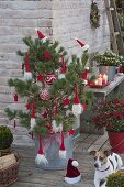 Red-white decorated pine tree as a living christmas tree