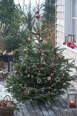 Nordmann fir as bird food Christmas tree on terrace