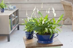 Spathiphyllum wallisii (Einblatt) ein blauer Emaille-Schüssel und Tasse