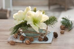 Schale mit Blüte von Hippeastrum (Amaryllis), Zweigen von Pinus (Kiefer)