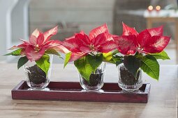 Euphorbia pulcherrima 'Ice Chrystal' in glasses