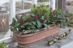 Terracotta box with Skimmia 'Rubella' (flower scented) and Pinus