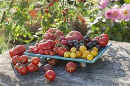 Frisch geerntete Tomaten (Lycopersicon) in verschiedenen Farben, Formen