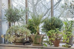 Hibernate in the cold conservatory by the window