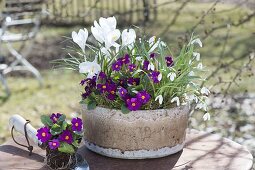 Schale mit Primula x pruhoniciana 'Wanda' (Garten-Teppich-Primeln), Crocus