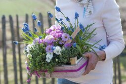 Woman bringing spring gift box, Primula acaulis 'Suzette'