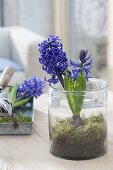 Hyacinthus 'Pacific Ocean' (Hyazinthe) mit Moos in Glas gesetzt